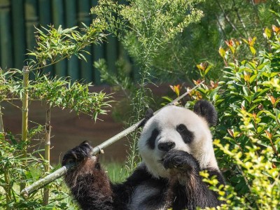 腾龙70-300（高品质画质，轻松捕捉人物魅力）