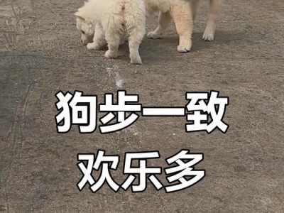 狗的幸福源泉——如何让你的狗开心（——狗的幸福）