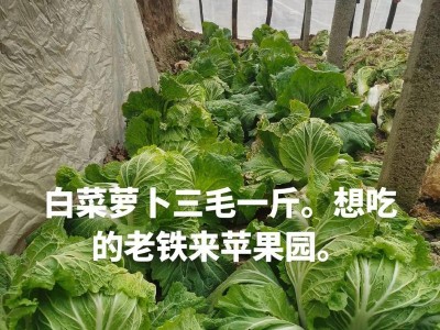 大白菜iOS系统教程（逐步学习iOS系统的开发与应用，轻松掌握移动端开发技能）