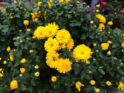 小米6的拍照效果如何？（一探小米6拍照能力，是否超越了预期？）