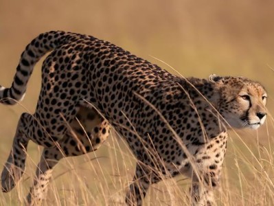 电脑开启猎豹蓝屏问题解析（深入探讨猎豹浏览器导致电脑蓝屏的原因和解决方法）